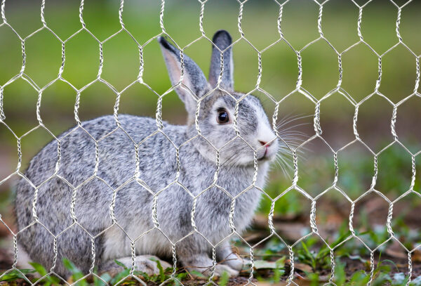 Galvanised Steel Rabbit Fencing Mesh | 19mm Hole (50m x 1200mm Roll) - Image 5